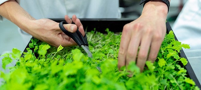 Bioavailability-Article-Image-02 scientist cutting at a plant